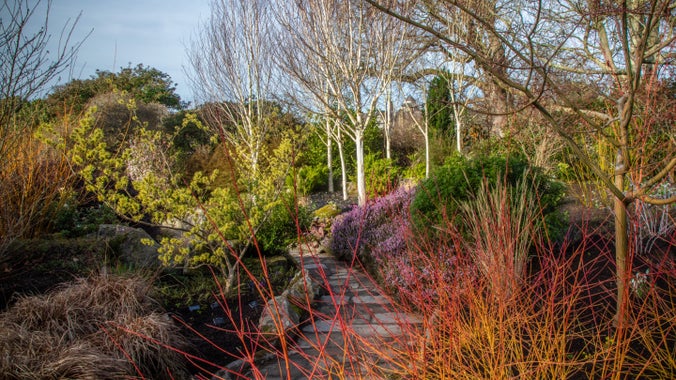 Yr Ardd y Gaeaf yng Ngardd Bodnant, Cymru